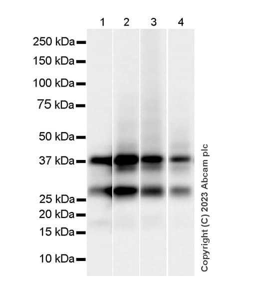 Anti-Connexin 43 / GJA1 antibody [RM1071] - BSA and Azide free(AB314909)
