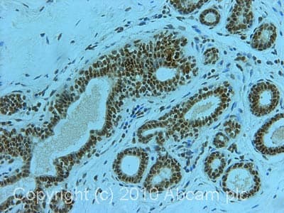 Anti-gamma H2A.X (phospho S139) antibody [3F2](AB22551)