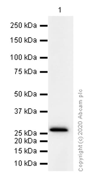 Anti-FADD antibody [EPR5030] - BSA and Azide free(AB229444)