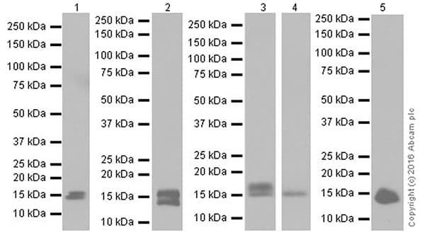 Anti-FGF1 antibody [EPR19989] - BSA and Azide free(AB271978)