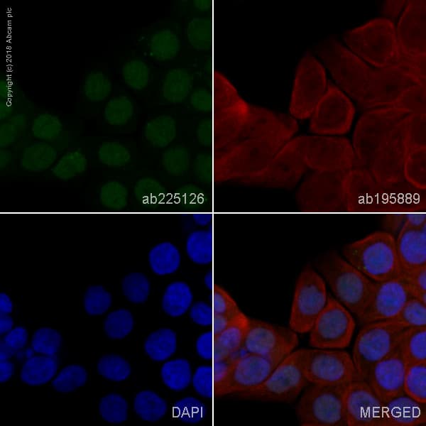 Alexa Fluor 488 Msh3 Antibody Epr43342 Ab225126  Immunocytochemistry Immunofluorescence Img93704