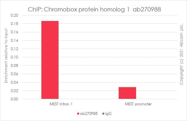Anti-CBX1 / HP1 beta antibody [EPR24242-78](AB270988)