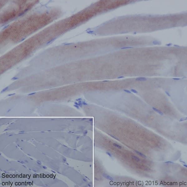 Anti-Alpha Skeletal Muscle Actin antibody [EPR18430] - BSA and Azide free(AB250775)