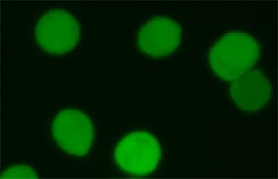 CFSE - Cell Labeling Kit(AB113853)