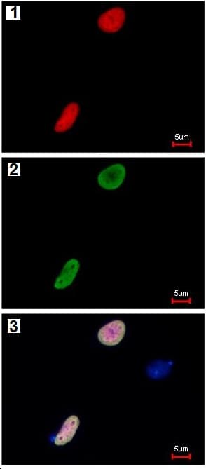 Anti-RFP antibody(AB152123)