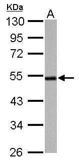 Anti-Cyclin A2 antibody(AB137769)