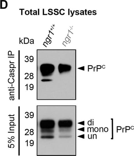 Anti-Caspr antibody(AB34151)