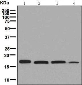 Pdrg1 Antibody Epr60622 Bsa And Azide Free Ab248379  Western Blot Img104254