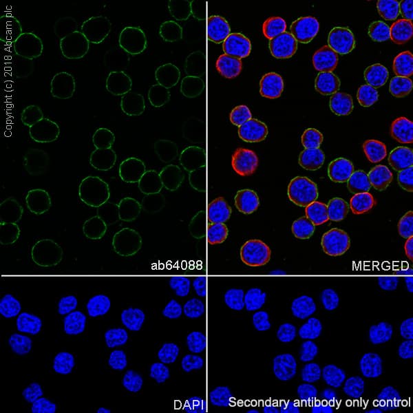 Anti-CD20 antibody [SP32](ab64088)
