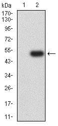 Anti-CD166 antibody [3D9F1](AB233750)