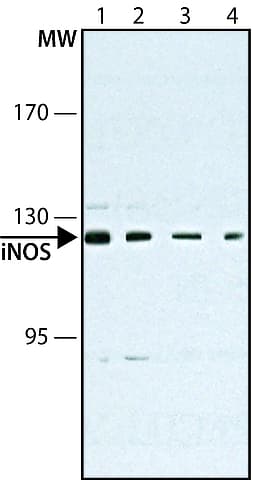 Anti-iNOS antibody [NOS-IN](AB49999)