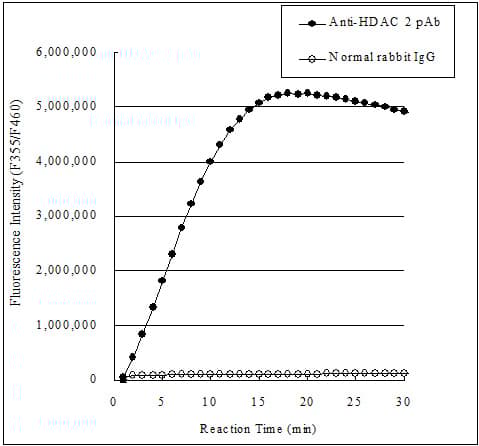 Histone Deacetylase (HDAC) Activity Assay Kit (Fluorometric)(AB156064)