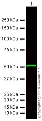 Anti-beta Tubulin antibody - Loading Control(AB6046)
