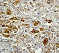 Anti-IKB alpha antibody [E130] - BSA and Azide free(AB215972)