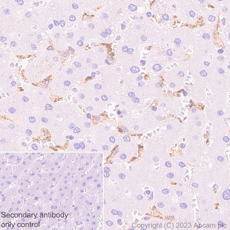 Anti-MARCO antibody [EPR26935-11] - BSA and Azide free(AB314647)