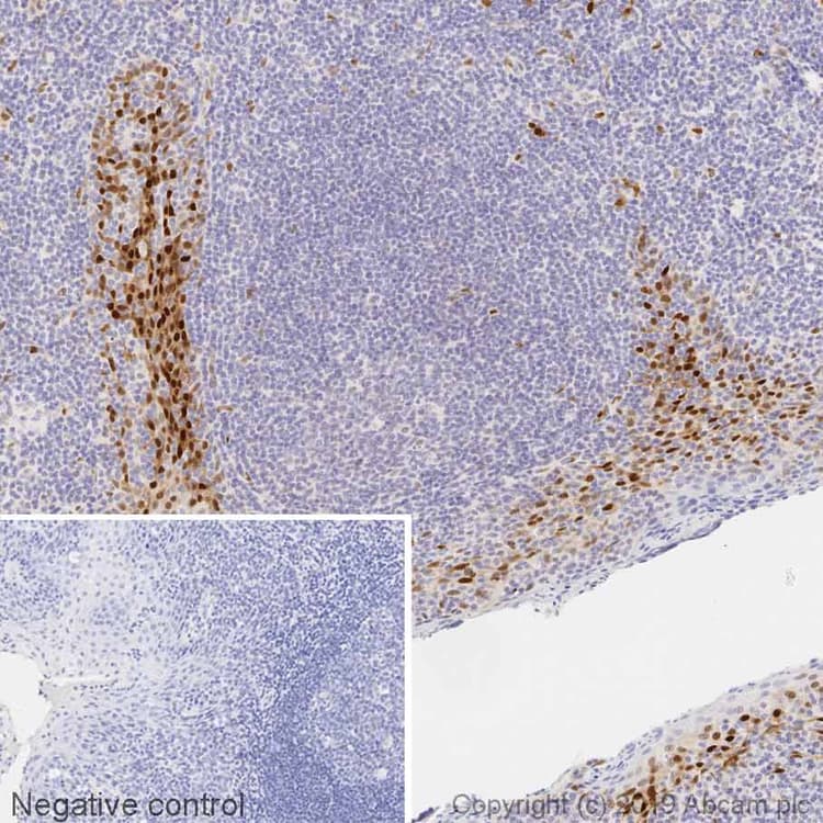 Anti-Cyclin D1 antibody [SP4](AB16663)