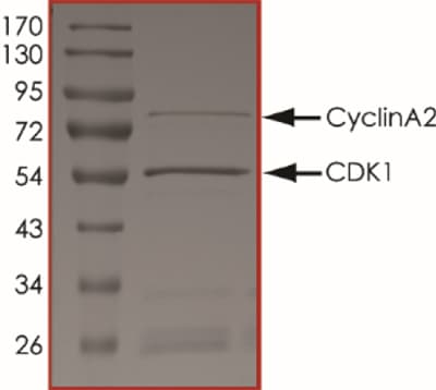 Recombinant human CDK1 + Cyclin A2 protein(ab64299)