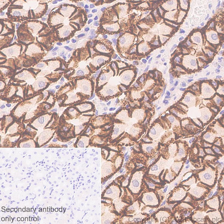 Anti-Claudin18 antibody [43-14A](AB314690)