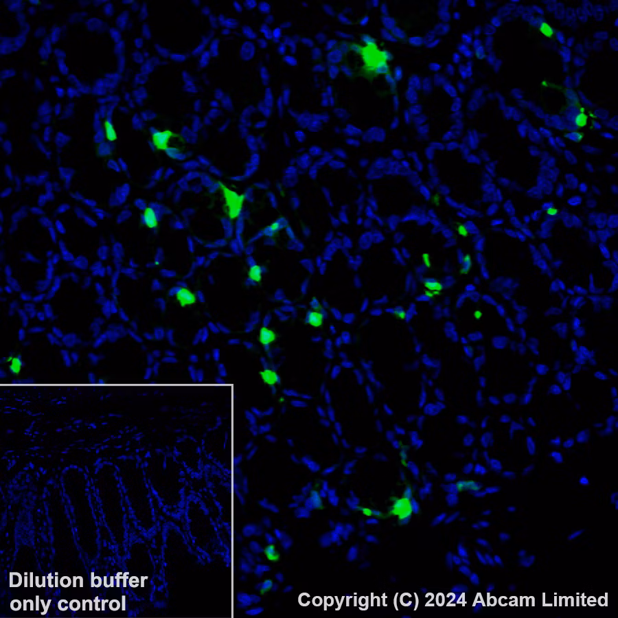 Alexa Fluor 488 Serotonin Antibody Epr24431 201 Ab321853 Immunohistochemistry Formalin Pfa Fixed Paraffin Embedd QH8fV6wGBA