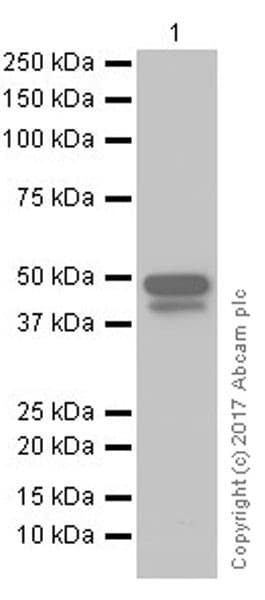 Anti-Brachyury / Bry antibody [EPR18113](AB209665)