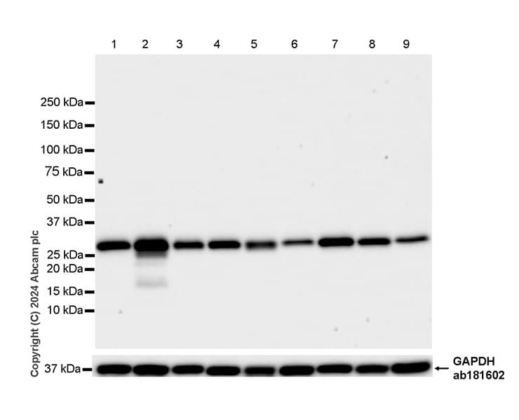 Anti-Slc25a1 antibody [EPR29193-92](AB318201)