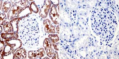 Muscarinic Acetylcholine Receptor 2 Cm2 Antibody 31 1d1 Ab2805  Immunohistochemistry Formalin Pfa Fixed Paraffin Embedded Sections Img83882