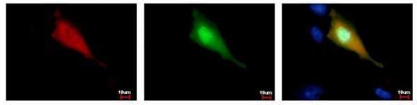 Anti-Strep-tag II antibody [GT661](AB184224)