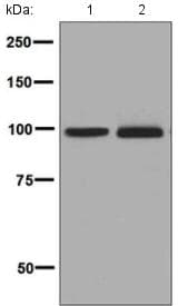 Cdc5l Antibody Epr7658 Bsa And Azide Free Ab248312  Western Blot Img124676