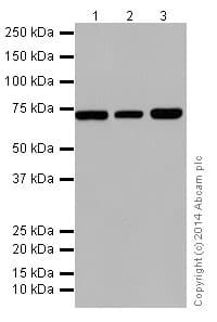 Hsp70 Antibody Epr17677 Ab182844  Western Blot Img54822
