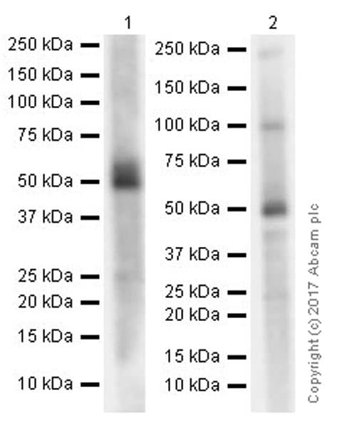 Anti-GSDMA antibody [EPR19858-116](AB232254)