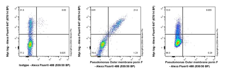Anti-Pseudomonas Outer membrane porin F antibody [EPR28629-91](AB316973)