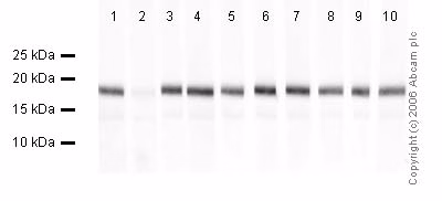 Human Histone H3 Di Methyl K9 Peptide Ab1772 Western Blot Img18976