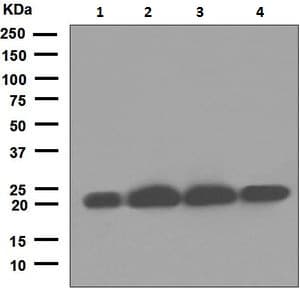Csn8 Antibody Epr5139 Ab124779  Western Blot Img103186