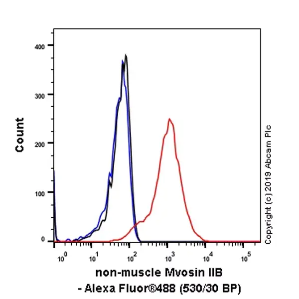 Anti-non-muscle Myosin IIB/MYH10 antibody [EPR22564-23](AB230823)