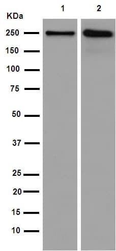 Gbf1 Antibody Epr14889 C Terminal Ab189512  Western Blot Img65310