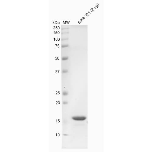 Recombinant Human Alpha-synuclein protein monomer (Active)(AB218818)