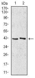 Anti-AIM2 antibody [7G12D1](AB233756)
