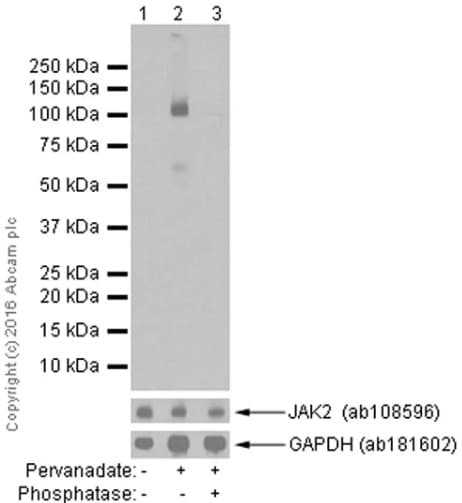 Anti-JAK2 (phospho Y1007 + Y1008) antibody [E132](AB32101)