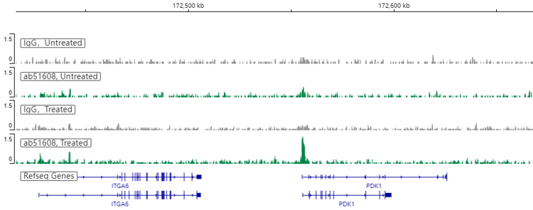 Anti-HIF-1 alpha antibody [EP1215Y](ab51608)