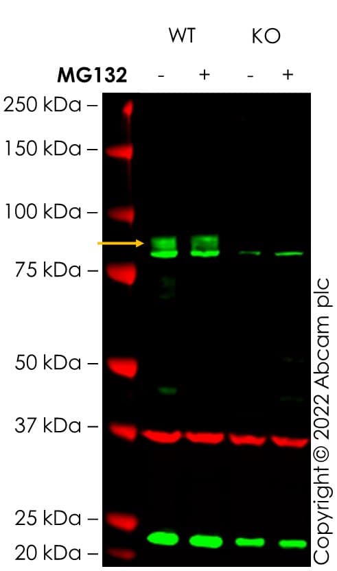 Anti-Nrf2 antibody [EP1808Y](AB62352)