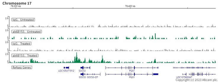 Anti-STAT3 antibody [EPR787Y](AB68153)