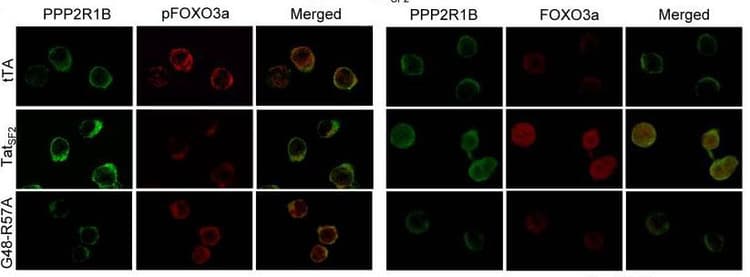 Apc Conjugation Kit Lightning Link Ab201807 Fluorescence Microscopy Img165474
