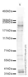 Goat Rabbit Igg H L Hrp Preadsorbed Ab97080  Western Blot Img31937