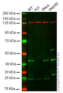 Mh2a1 Antibody Epr9358 Ab137117  Western Blot Img142746