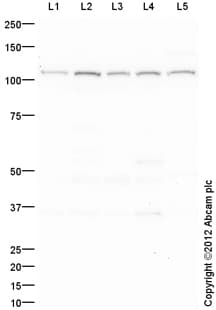 Goat Rabbit Igg H L Hrp Preadsorbed Ab97080  Western Blot Img119764
