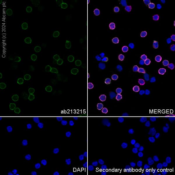 Anti-CD4 antibody [SP35](AB213215)