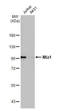 Miz1 Antibody Hl1548 Ab308167  Western Blot Img407032