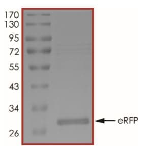 Recombinant Red fluorescent protein eqFP611 (His tag)(ab268535)