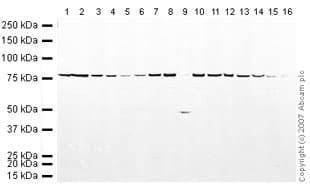 Anti-Calnexin antibody - ER Marker(AB22595)