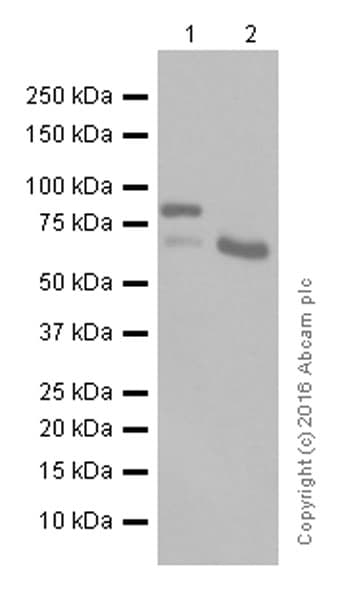 Anti-ADAM10 antibody [EPR5622](AB124695)